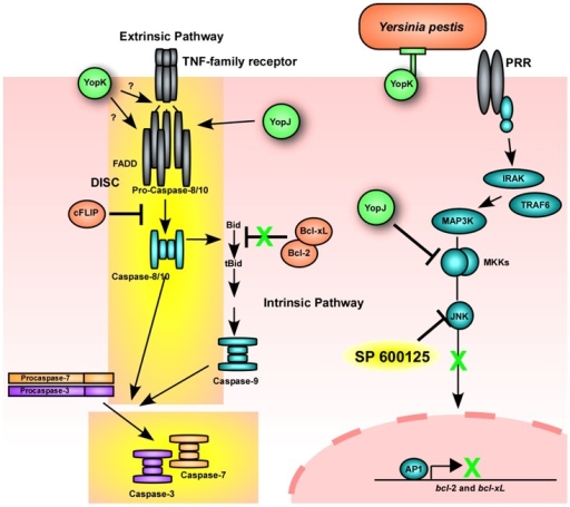 A model for Yersinia pestis induced apoptosis of macrop | Open-i