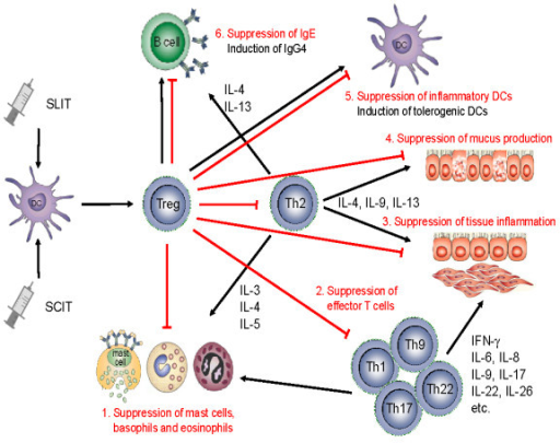 Mechanisms of allergen-specific immunotherapy and the r | Open-i