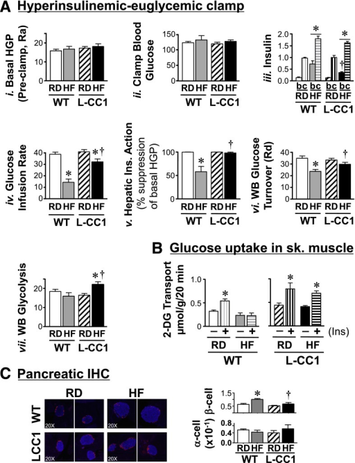 Insulin Action In Response To Prolonged Hf Diet A Ove Open I