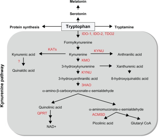 Overview of the kynurenine pathway of tryptophan metabo | Open-i