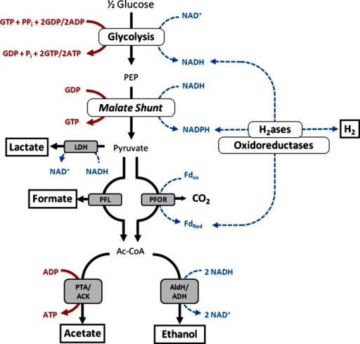 Fermentation pathways in C. thermocellum. Fd ferredoxin | Open-i