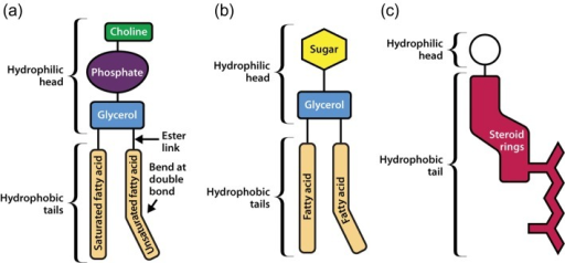 Schematic Representations Of Three Types Of Membrane Li Open I