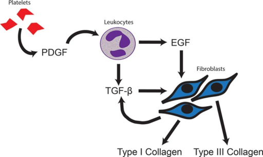 Platelet-derived Growth Factor (PDGF); Epidermal Growth | Open-i