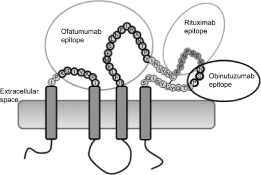 Structure of CD20 and epitope targets of ofatumumab, ri | Open-i