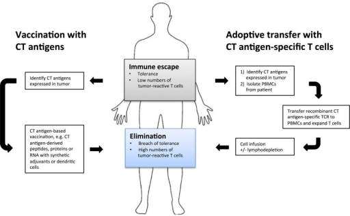Cancer testis antigens thesis
