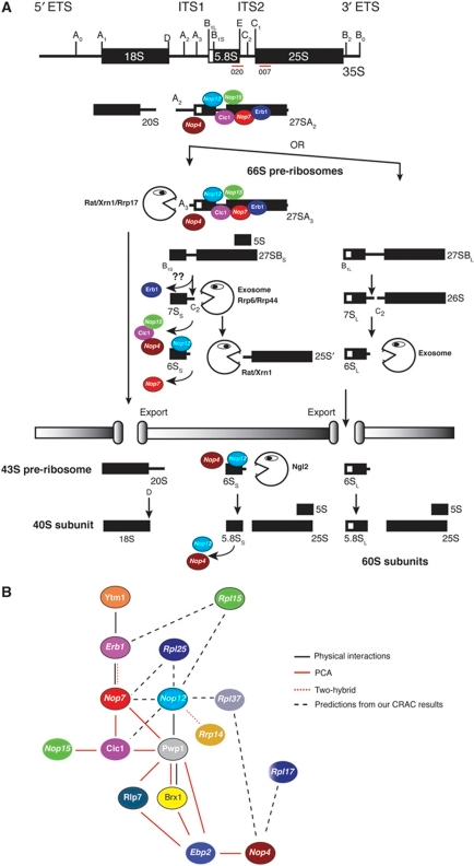 Pre-rRNA processing and protein interactions. (A) Schem | Open-i