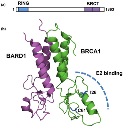 BRCA1 Domain Organization And Structure. (a) Domain Org | Open-i