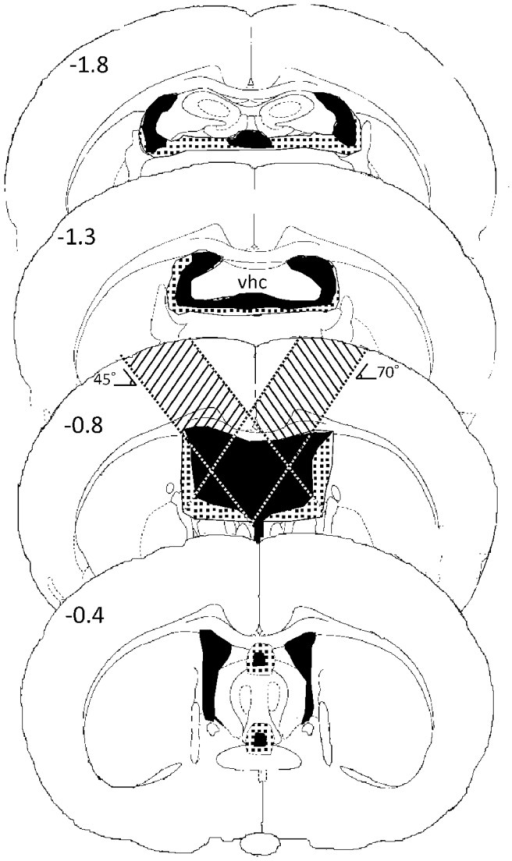 Successive coronal sections through the rat brain illus | Open-i