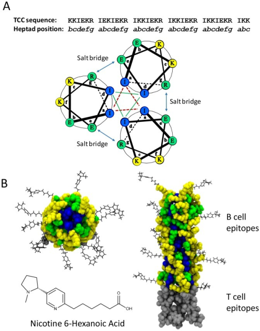 salt nicotine structure a protein.(A) Structure the The of Coil Coiled Trimeric