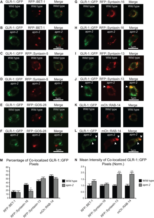 GLR 1 partially accumulates in Syntaxin 13 and RAB 14 Open i