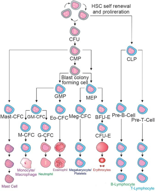 Hematopoietic Stem Cell Hierarchy. Self-renewing HSC Gi | Open-i