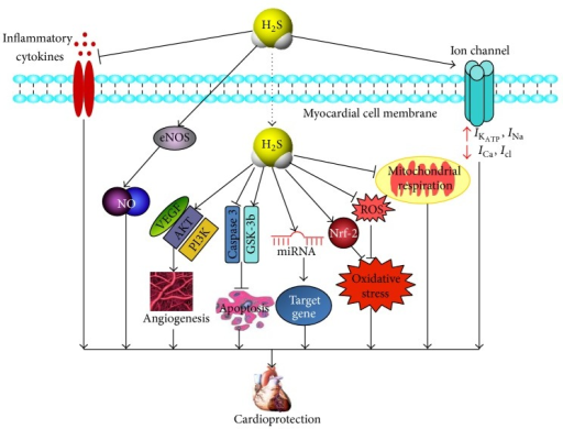 Different signaling pathways activated by H2S showing t | Open-i