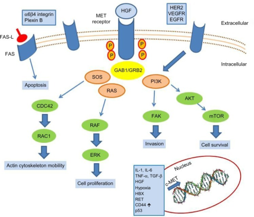 c-MET activation signaling pathways.Abbreviations: AKT, | Open-i