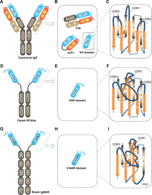 Schematic representations of intact antibodies, includi | Open-i
