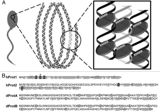 Figure 2. Proposed Model For Protamine-DNA Complex And | Open-i