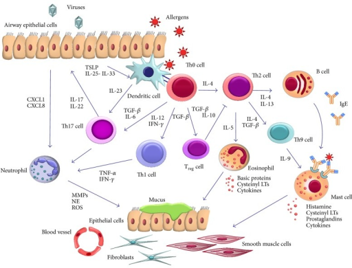 Pathobiology of airway inflammation in asthma. Asthma o | Open-i