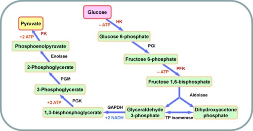 schematic diagram of glycolysis open i 10 steps of glycolysis