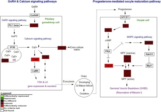 Putative pathways affected by the eyestalk ablation.The | Open-i