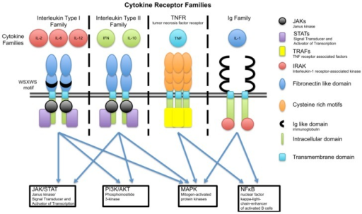 Cytokine Receptor Complexes, Their Ligand Families And | Open-i