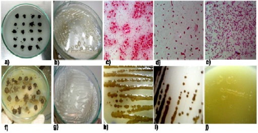 Isolation, morphological traits and pigment production | Open-i