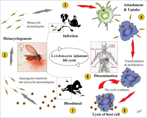 L. infantum life cycle. (1) During the bloodmeal from a | Open-i