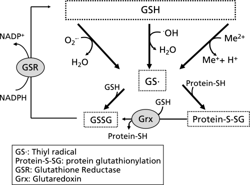 Reaction pathways of sulfhydryl modification among GSH | Open-i