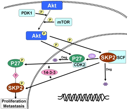 Schematic diagram of the Akt-Skp2 pathway.Activation of | Open-i