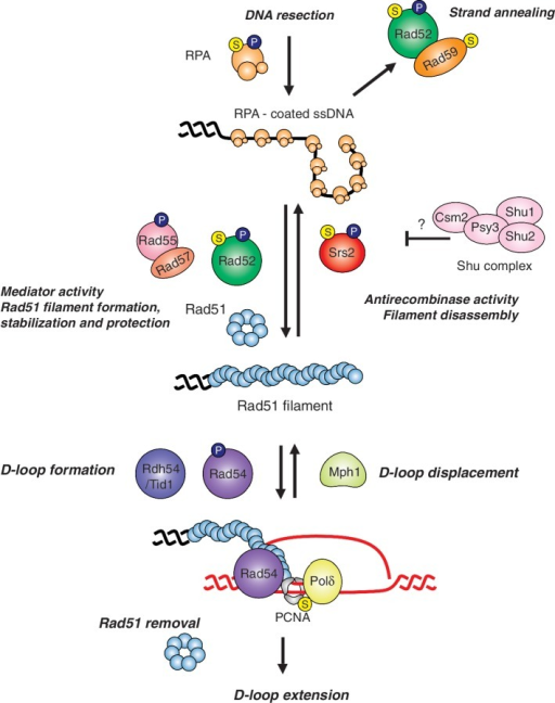 Rad51 filament formation and regulation. RPA can be rep | Open-i