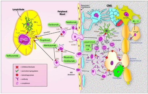 Schematic representation of multiple sclerosis (MS) pat ...