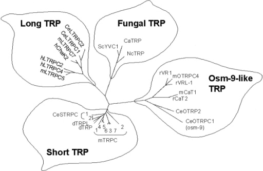 Phylogenetic tree of TRP family of ion channels display | Open-i