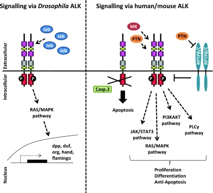 Signalling via ALKSignalling via dALK occurs via bindin | Open-i