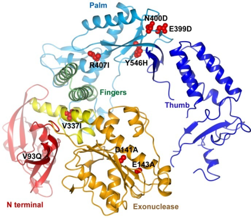 Structure of the Pfu-E10 polymerase.Cartoon representat | Open-i