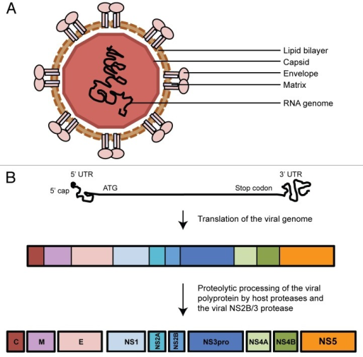 Figure 1. The DENV virion and genome. (A) DENV contain | Open-i