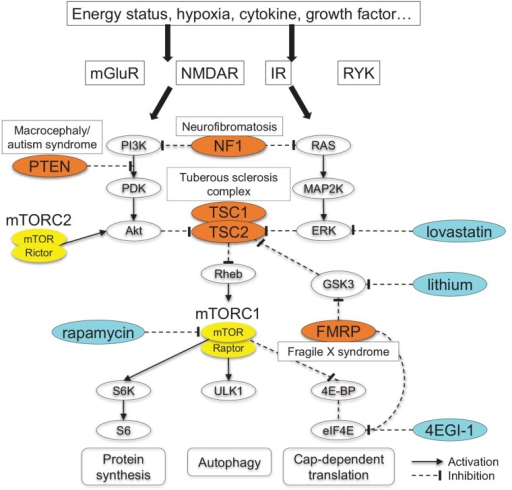 Signaling Pathway Involving MTORC1. Various Stimuli Con | Open-i