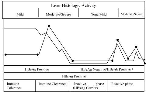 Stages Of HBV Infection Based On Virus-host Interaction | Open-i