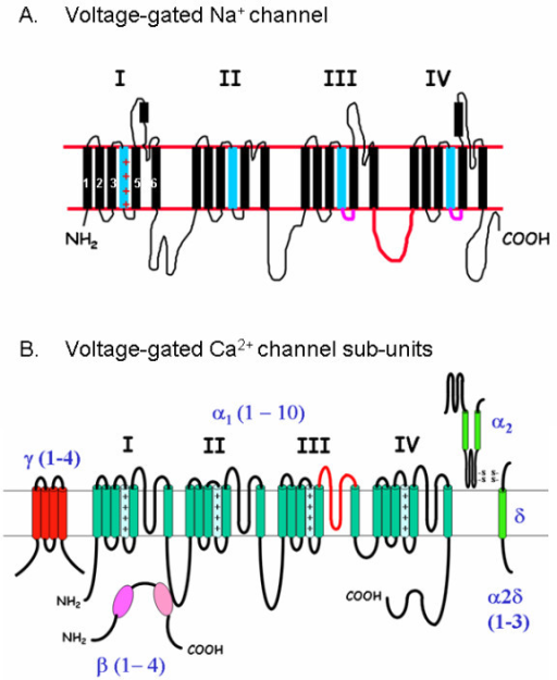 Structures Of A) Voltage-gated Sodium And B) Voltage-ga | Open-i