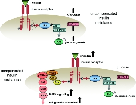 Steroids and diabetes mechanism