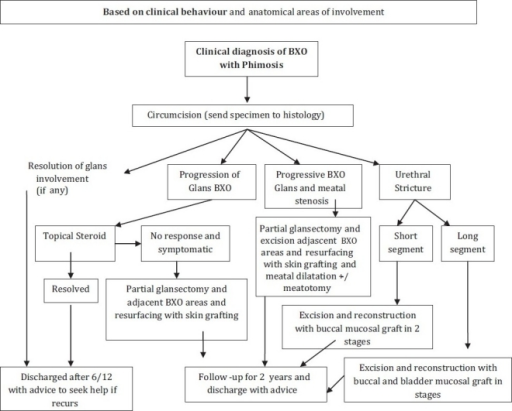 Algorithm For The Management Of Balanitis Xerotica Obli Open I 1553