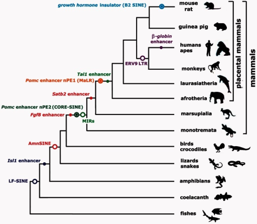 Scheme of vertebrate phylogenetic tree showing well-cha | Open-i