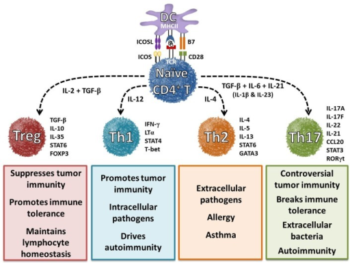 Differentiation Of Helper T Cell Subsets Is Determined Open I