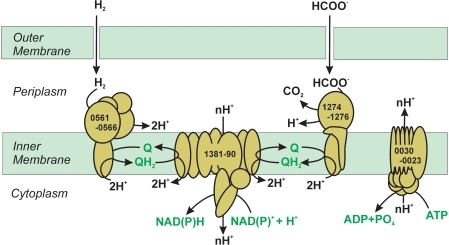 Generation of NAD(P)H in N. profundicola via the predic | Open-i