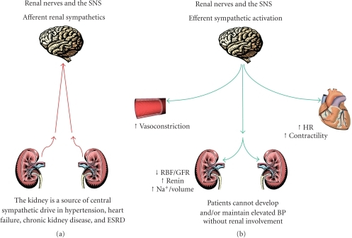 Afferent and efferent sympathetic innervations of the k | Open-i