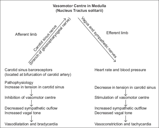 Baroreceptor Reflex Pathway