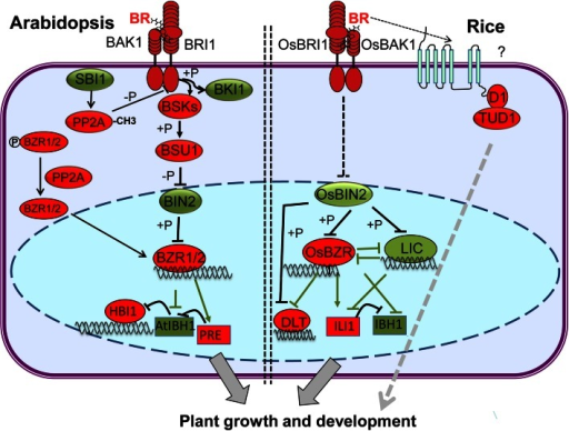 Br Signaling Pathway