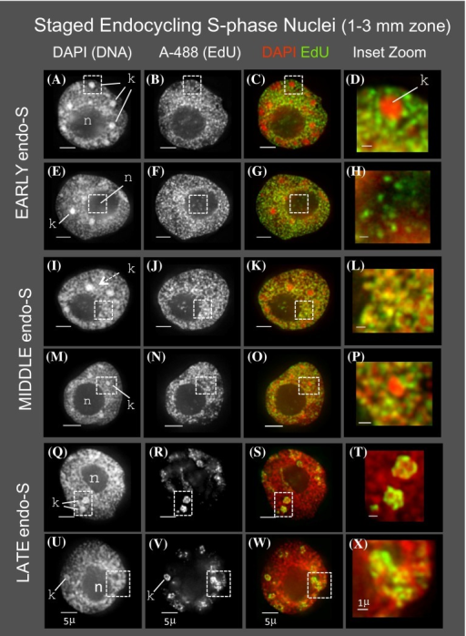 Cytology Of Dna Replication In Endocycling Root Tip Nuc Open I