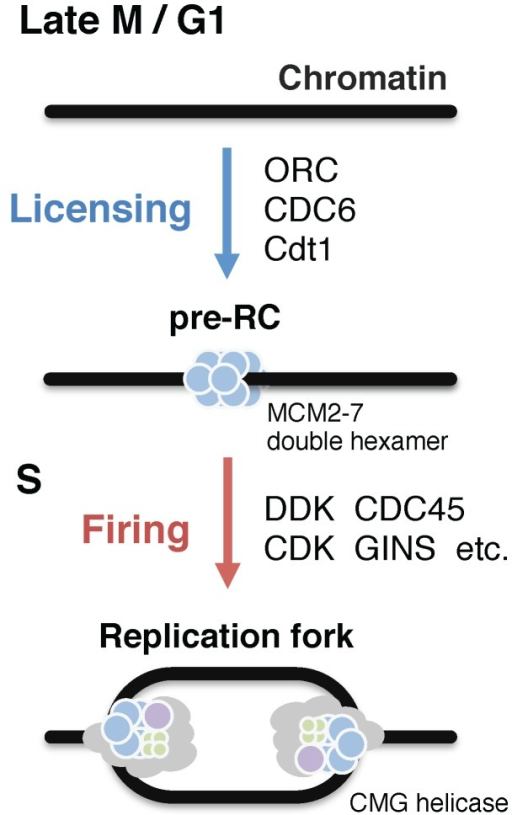 Initiation Of Eukaryotic Dna Replication Eukaryotic Dn Open I