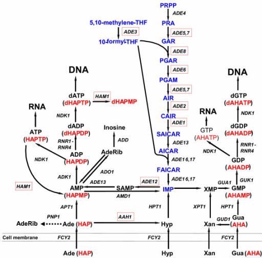 Purine Salvage And Purine Biosynthesis De Novo In Yeast Open I 