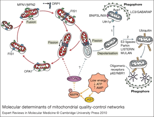 fusion and fission of mitochondria