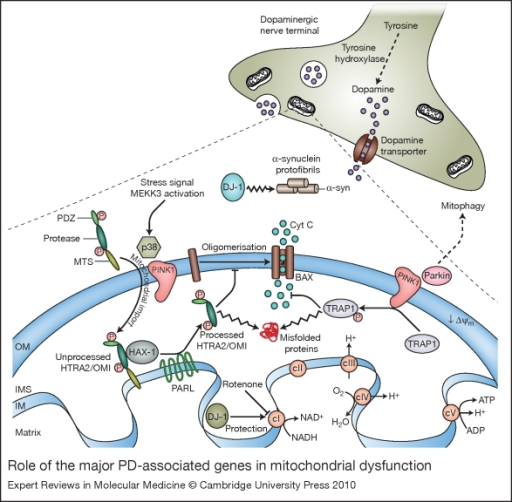 Role Of The Major Pd Associated Genes In Mitochondrial Open I