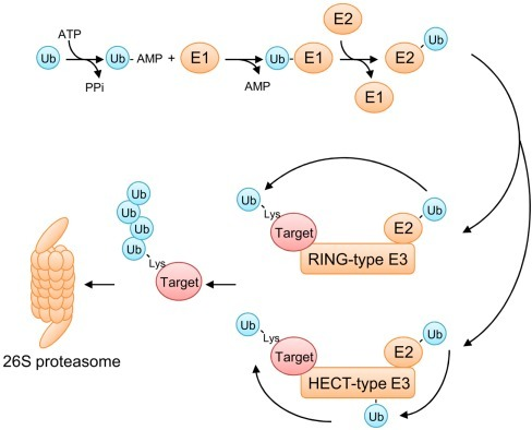 The Ubiquitin/26S Proteasome System (UPS). Ubiquitinati | Open-i